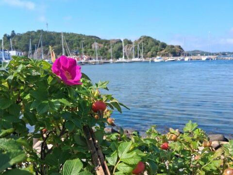 Vandrarhemmet Varvet